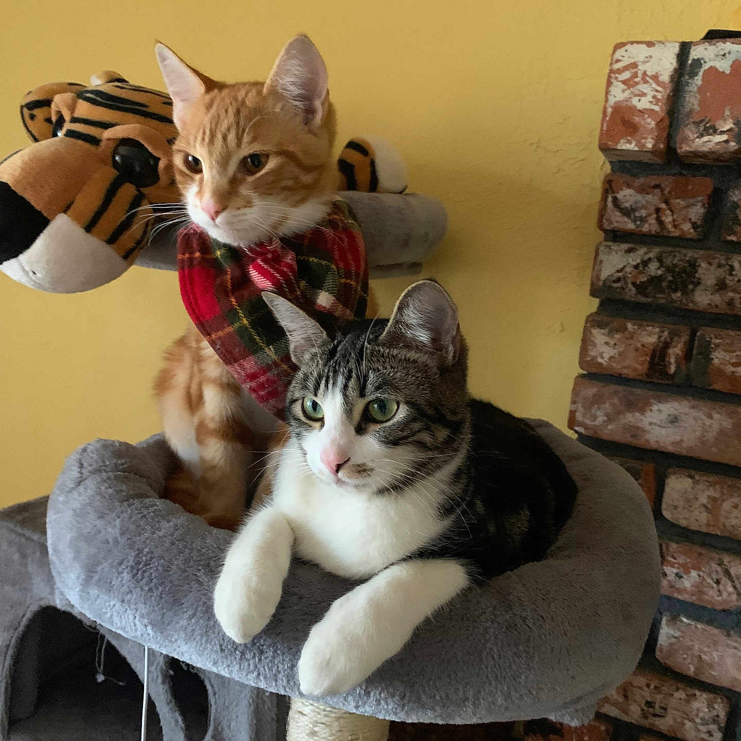 Nala And Simba