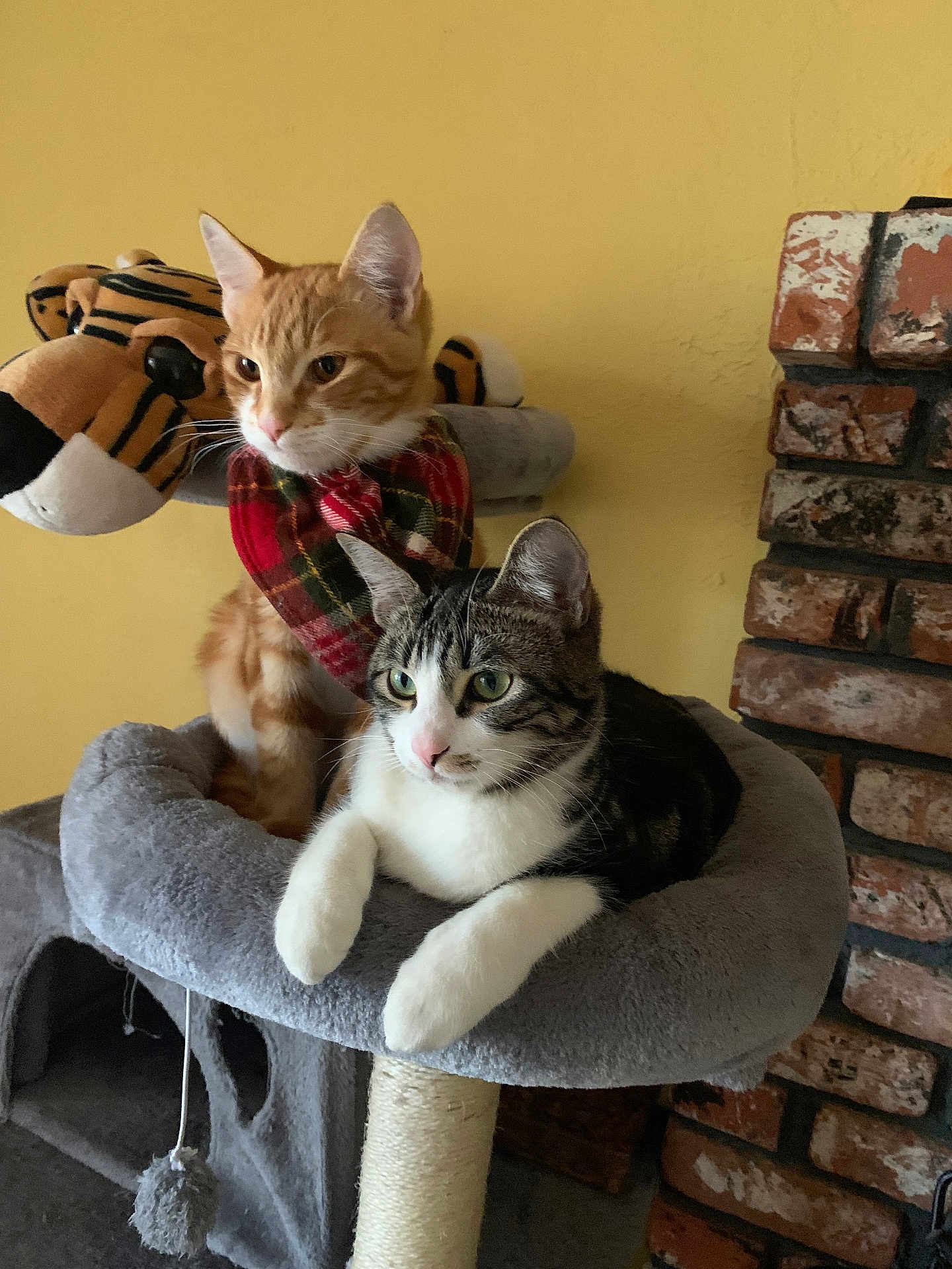 Nala And Simba