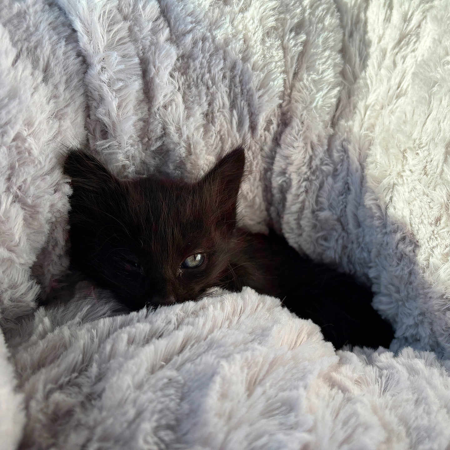 Kitcat participe au concours pour gagner de l'argent avec cette photo : animal, black_cat, blanket, cat, closeup, comfort, cozy, cute, feline, fur, indoor, kitten, pet, relaxation, resting, sleepy, snuggle, soft, texture, warm