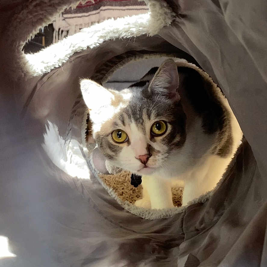 Scar joined the competition — help win amazing prizes! abyssinian, angora, animal, art, bag, blanket, bodypart, cat, collage, doctor, kitten, manx, mouth, person, pet, photography, plastic, plasticbag, siamese