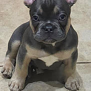 Sterling is registered to the contest to win money with this photo: puppy, dog, french_bulldog, pet, animal, ears, floor, tile, cute, young, small, sitting, indoor, looking, adorable, mammal, companion, domestic, portrait, canine
