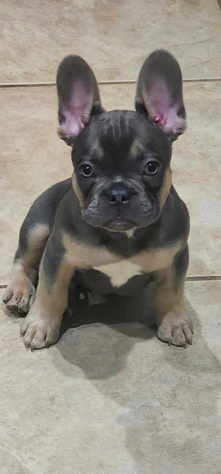Sterling is registered to the contest to win money with this photo: puppy, dog, french_bulldog, pet, animal, ears, floor, tile, cute, young, small, sitting, indoor, looking, adorable, mammal, companion, domestic, portrait, canine