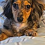 dog, dachshund, long_hair, pet, cute, close_up, bed, blanket, resting, indoor, animal, paw, fur, face, ears, eyes, cozy, companion, canine, portrait