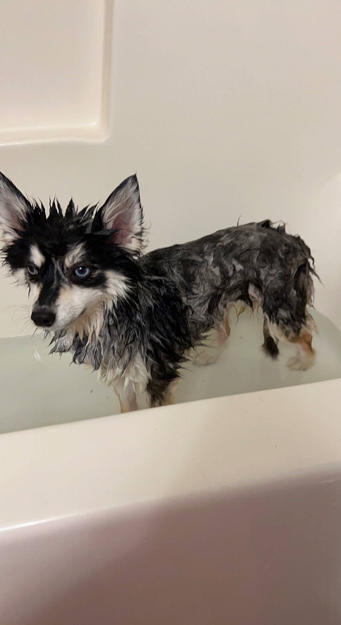 Foxy joined the competition — help win amazing prizes! canidae, carnivore, companion_dog, dog, dog_breed, dog_supply, ear, eyelash, fashion_accessory, feather, fur, liver, paw, pet_supply, small_terrier, snout, tail, toy_dog, whiskers, wing