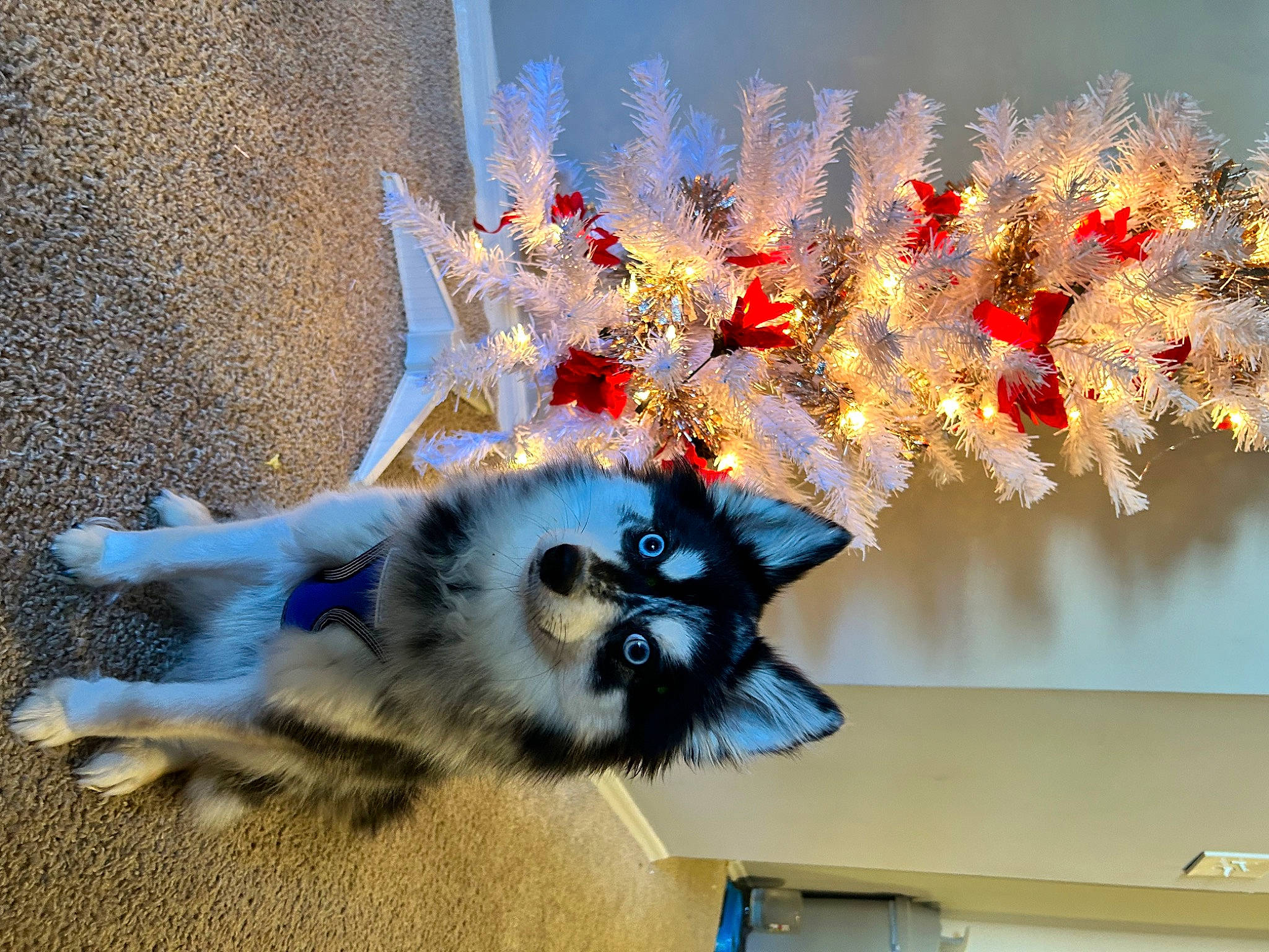 Foxy joined the competition — help win amazing prizes! art, carmine, carnivore, christmas_decoration, christmas_ornament, companion_dog, creative_arts, dog_breed, electric_blue, event, fashion_accessory, felidae, fur, interior_design, ornament, paw, small_to_medium_sized_cats, tail, twig, whiskers