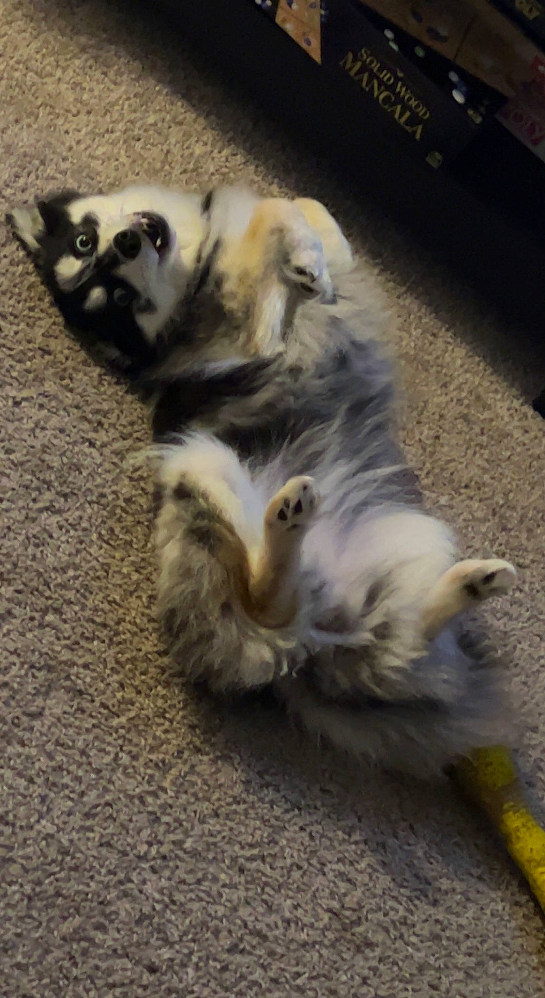 Foxy joined the competition — help win amazing prizes! asphalt, canidae, carnivore, cat, claw, companion_dog, computer_keyboard, dog, dog_breed, felidae, fur, lemur, paw, primate, road_surface, small_to_medium_sized_cats, sporting_group, tail, terrestrial_animal, whiskers