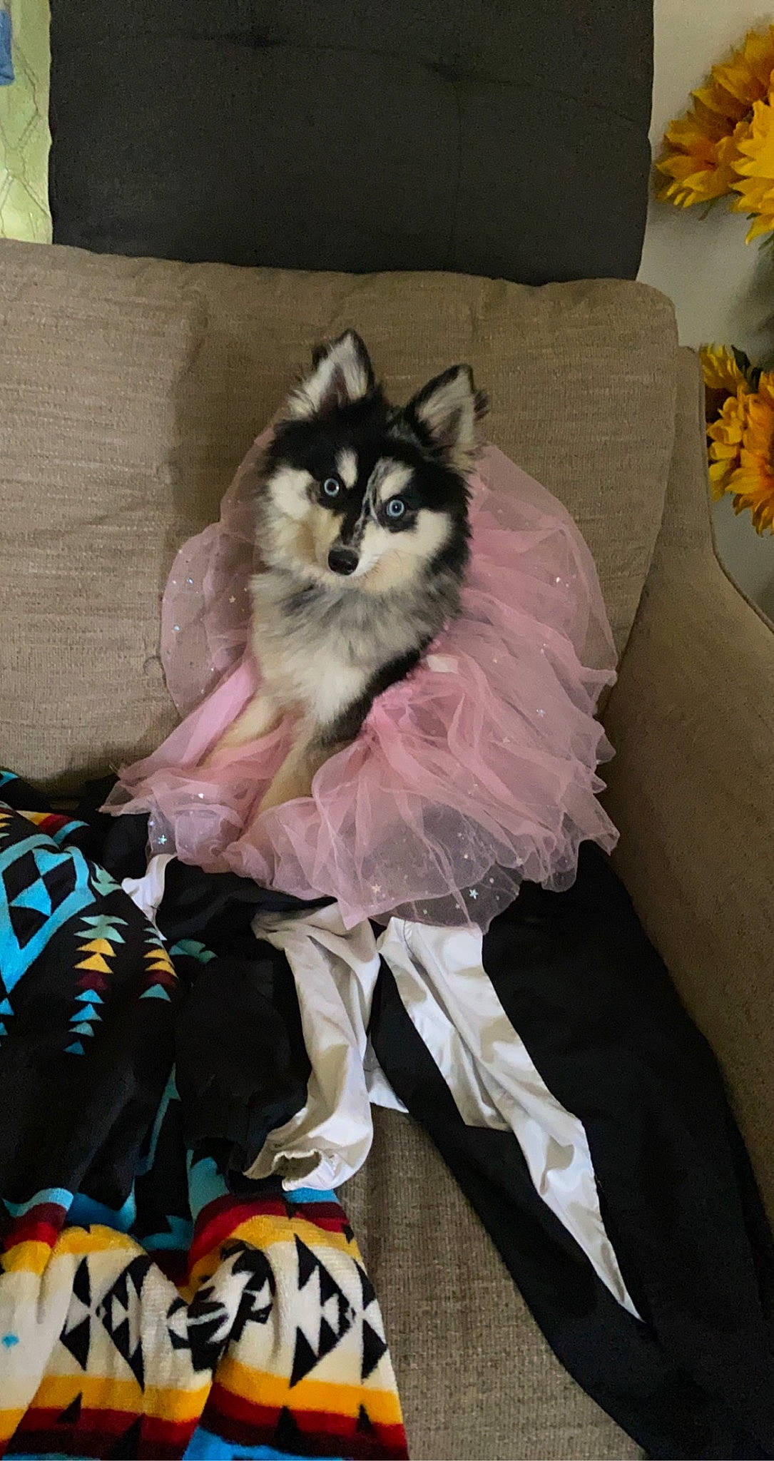 Foxy is registered to the contest to win money with this photo: bag, canidae, carnivore, companion_dog, costume, couch, dog_breed, dog_supply, fashion_accessory, fawn, felidae, fur, non_sporting_group, sitting, small_to_medium_sized_cats, tail, toy_dog, whiskers