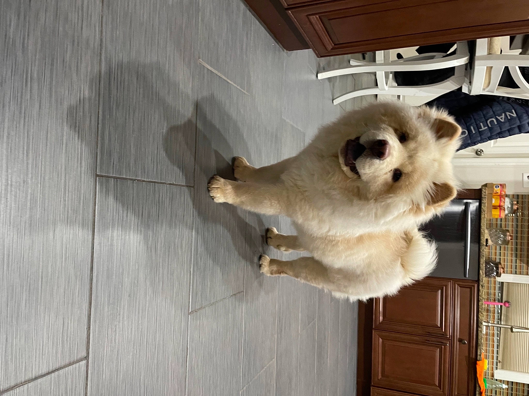 Kyra joined the competition — help win amazing prizes! beige, canidae, carnivore, companion_dog, dog, dog_breed, fawn, floor, flooring, fur, hardwood, laminate_flooring, pet_supply, plywood, shelf, snout, toy_dog, wood, wood_flooring, wood_stain