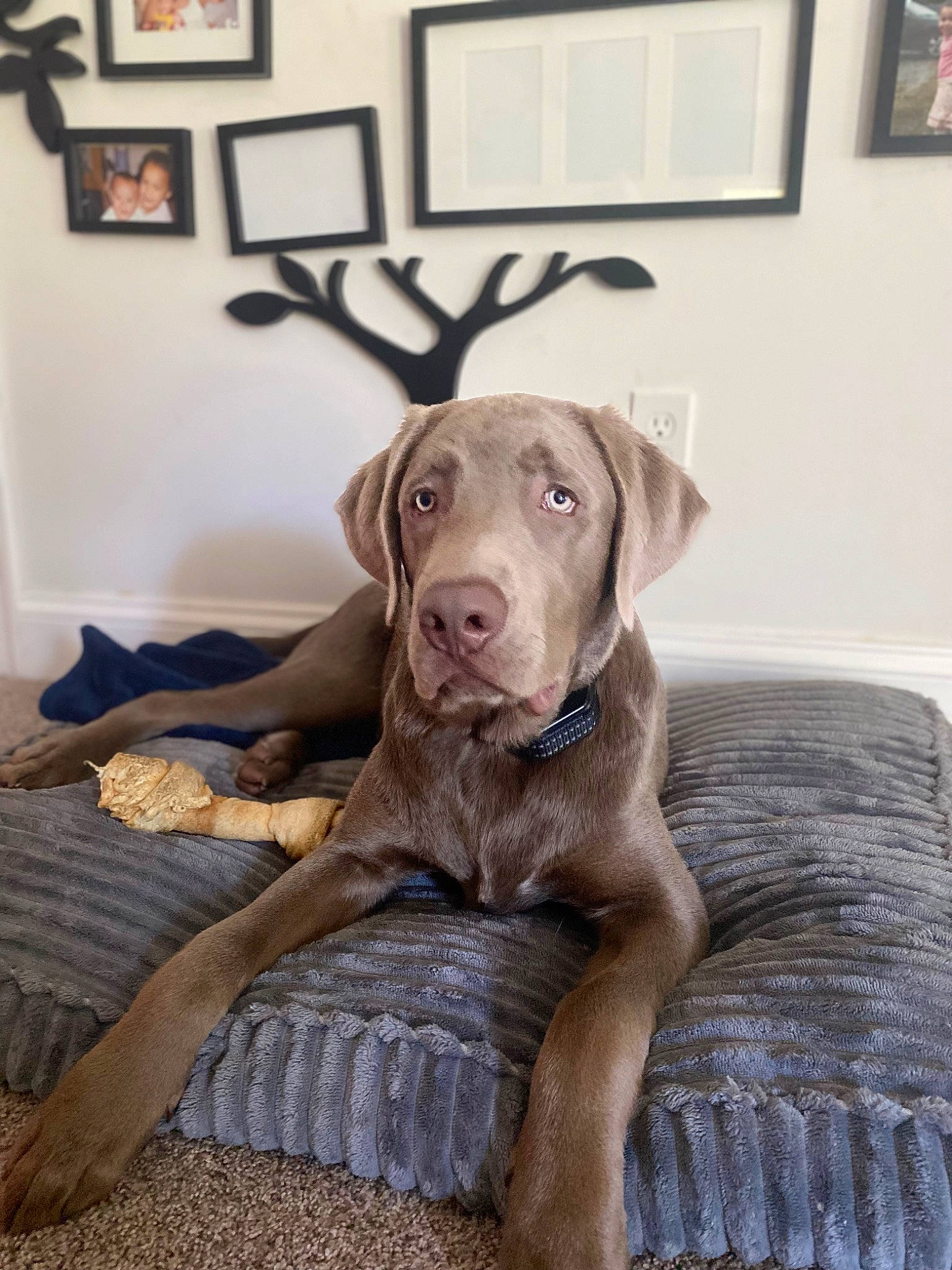 Tucker is registered to the contest to win money with this photo: carnivore, comfort, companion_dog, couch, dog, dog_breed, dog_supply, fawn, flooring, fur, grey, gun_dog, hardwood, liver, pet_supply, picture_frame, sporting_group, window, wood, working_animal
