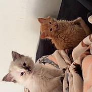 Oliver And Angel joined the competition — help win amazing prizes! kitten, cat, fluffy, cute, indoor, blanket, orange_cat, cream_cat, pet, animal, fur, young, cute_pet, cozy, resting, looking, soft_light, domestic, two_cats, bedroom