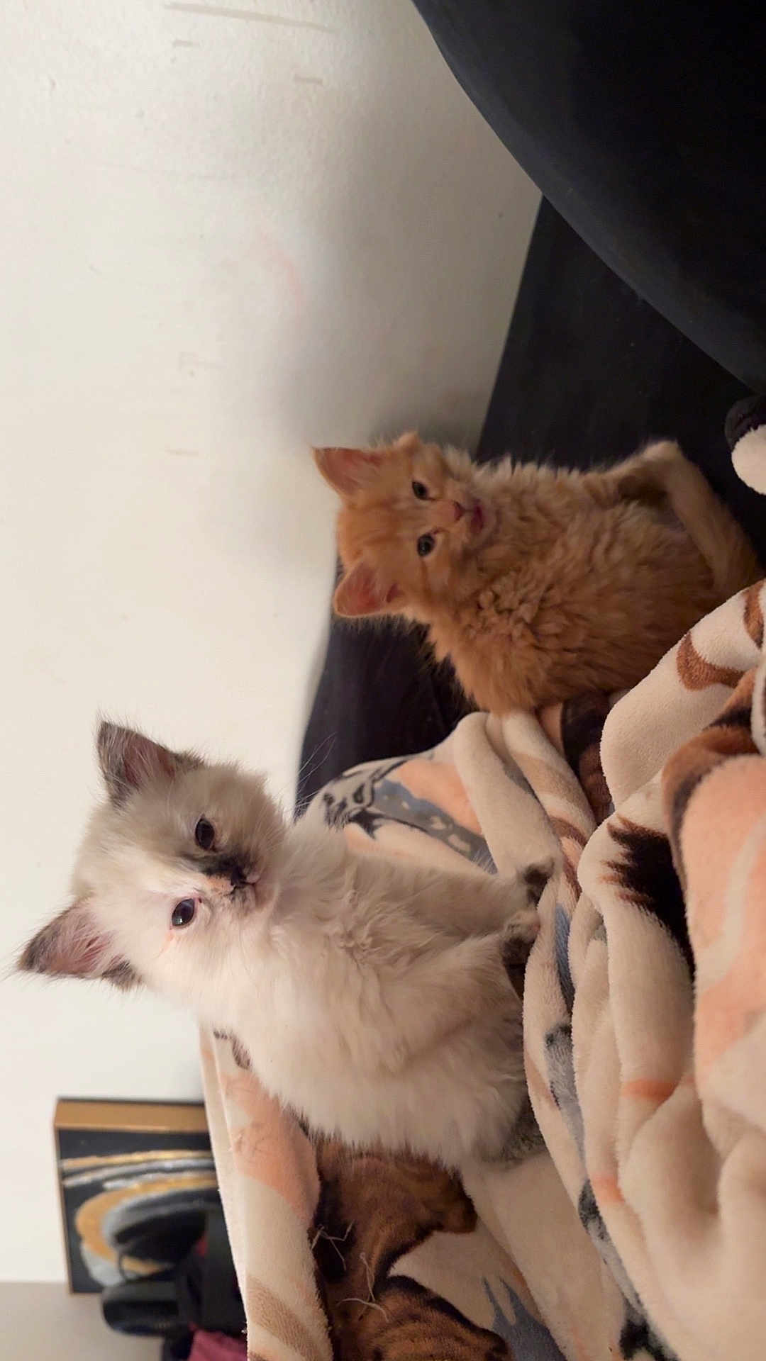 Oliver And Angel joined the competition — help win amazing prizes! kitten, cat, fluffy, cute, indoor, blanket, orange_cat, cream_cat, pet, animal, fur, young, cute_pet, cozy, resting, looking, soft_light, domestic, two_cats, bedroom