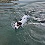 adventure, animal, black_spots, calm, canine, daylight, dog, focused, lake, nature, outdoor, pet, reflection, ripples, serene, small_dog, swimming, water, water_surface, white_dog