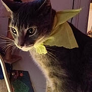 Lyryck is registered to the contest to win money with this photo: cat, tabby_cat, yellow_bandana, indoor, pet, animal, whiskers, curious, lamp, furniture, cozy, closeup, face, ears, eyes, fur, domestic_cat, mammal, portrait, household