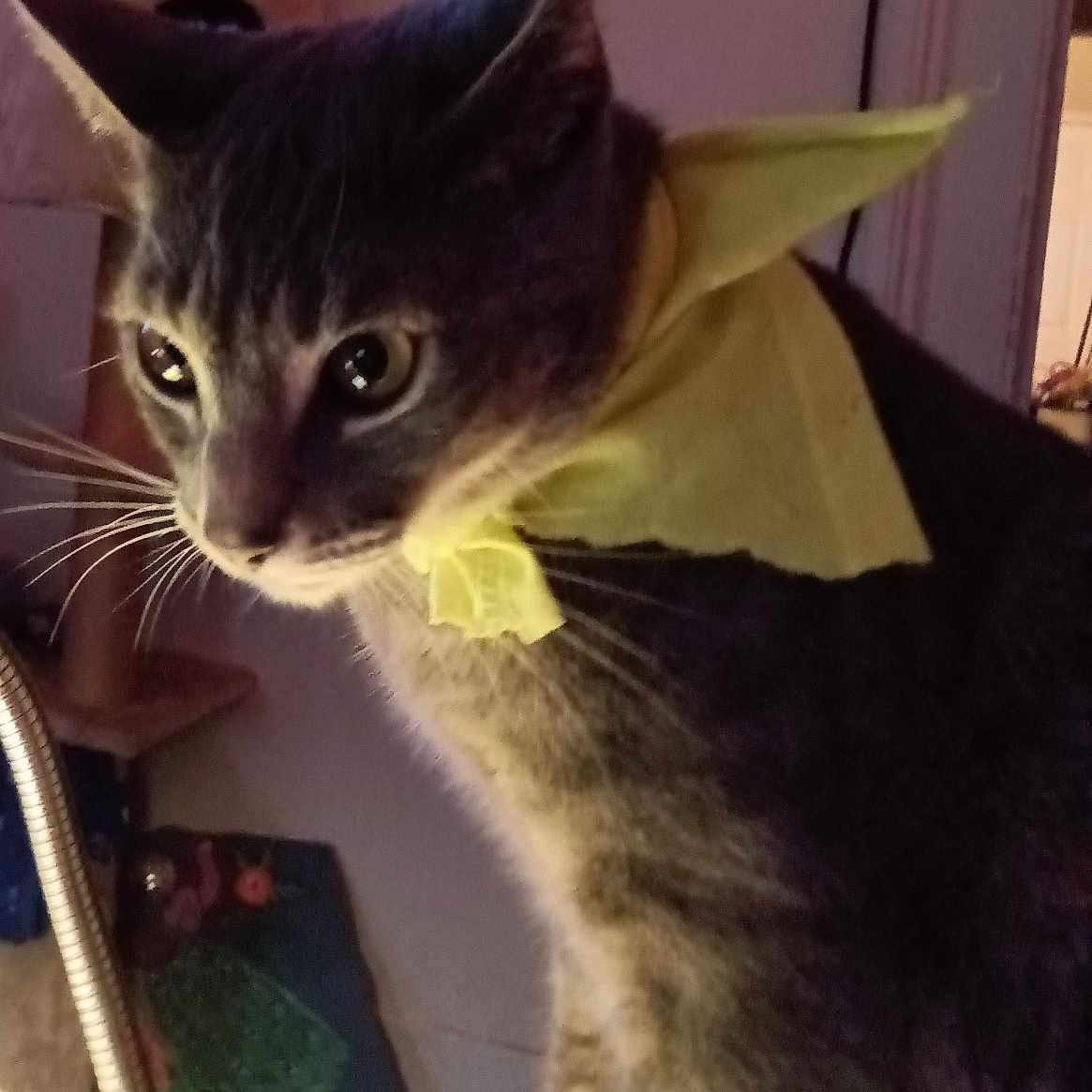 Lyryck is registered to the contest to win money with this photo: animal, cat, closeup, cozy, curious, domestic_cat, ears, eyes, face, fur, furniture, household, indoor, lamp, mammal, pet, portrait, tabby_cat, whiskers, yellow_bandana