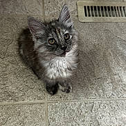Millie joined the competition — help win amazing prizes! kitten, cat, gray_fur, curious_eyes, floor, tile, vent, fluffy, pet, indoor, small, cute, animal, whiskers, ears, fur, looking_up, domestic_cat, young, mammal
