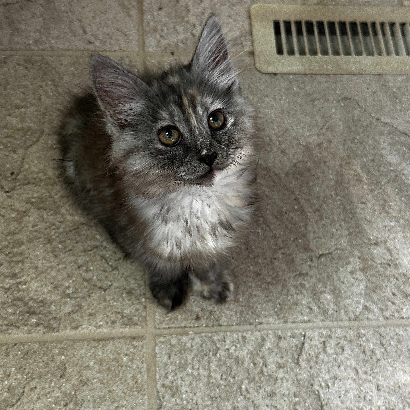 Millie joined the competition — help win amazing prizes! animal, cat, curious_eyes, cute, domestic_cat, ears, floor, fluffy, fur, gray_fur, indoor, kitten, looking_up, mammal, pet, small, tile, vent, whiskers, young