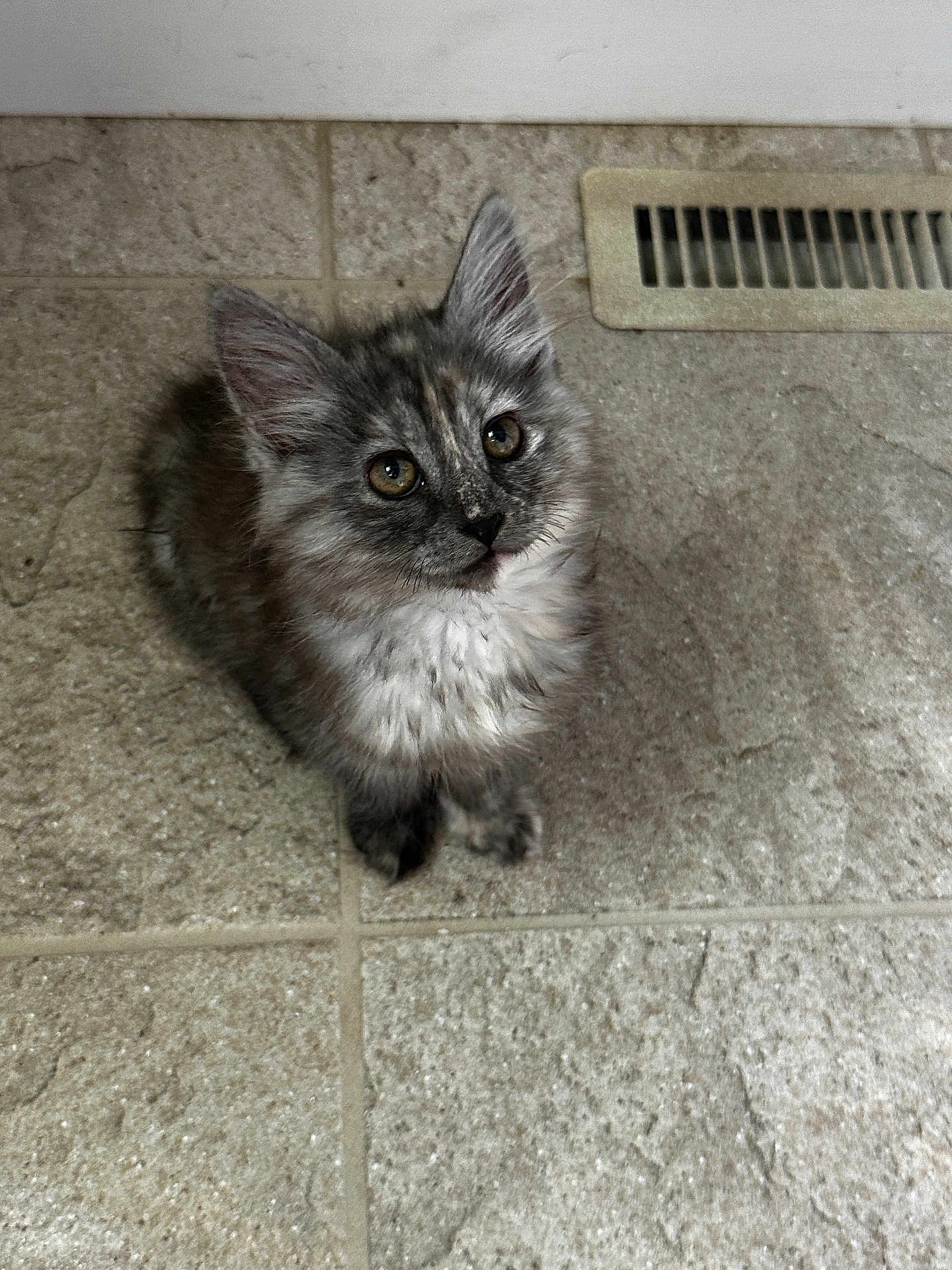 Millie joined the competition — help win amazing prizes! kitten, cat, gray_fur, curious_eyes, floor, tile, vent, fluffy, pet, indoor, small, cute, animal, whiskers, ears, fur, looking_up, domestic_cat, young, mammal