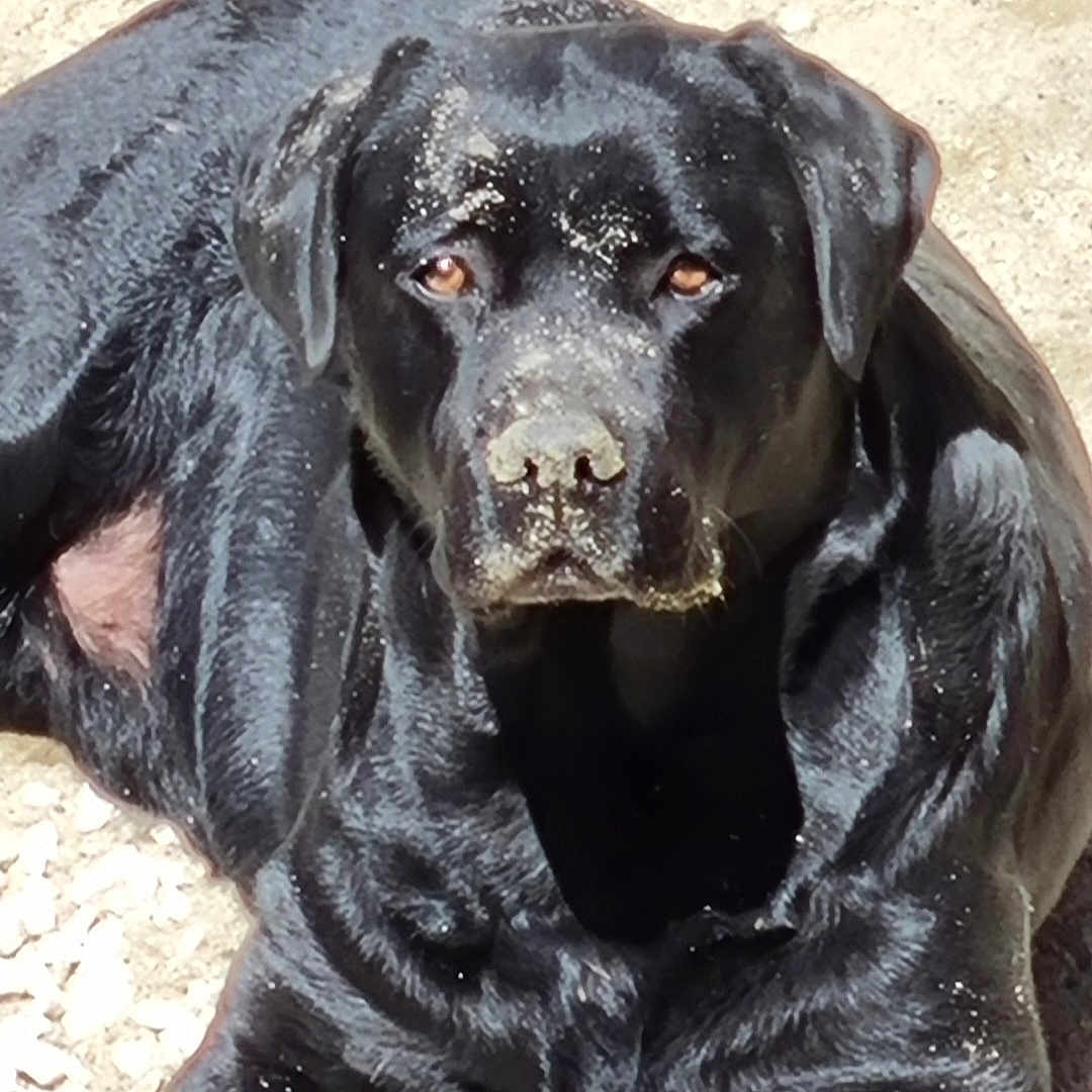 Kalou a rejoint le concours — aidez-le/la à gagner de superbes lots ! animal, black_dog, canine, close_up, dog, ears, eyes, fur, gravel, looking_at_camera, lying_down, muzzle, nature, nose, outdoor, pet, portrait, resting, sand, sunlight