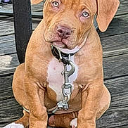Katawnka is registered to the contest to win money with this photo: animal_portrait, brown_fur, canine, collar, cute, daylight, decking, dog, floppy_ears, front_view, leash, outdoor, paws, pet, puppy, sitting, white_chest, wide_eyes, wooden_deck, wrinkled_face