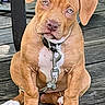 animal_portrait, brown_fur, canine, collar, cute, daylight, decking, dog, floppy_ears, front_view, leash, outdoor, paws, pet, puppy, sitting, white_chest, wide_eyes, wooden_deck, wrinkled_face