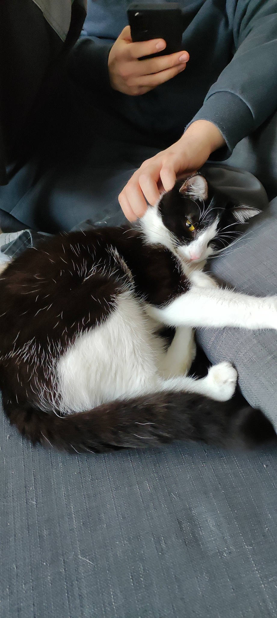 Yumi a rejoint le concours — aidez-le/la à gagner de superbes lots ! carnivore, cat, claw, comfort, domestic_short_haired_cat, felidae, foot, formal_wear, fur, paw, small_to_medium_sized_cats, sporting_group, tail, terrestrial_animal, whiskers