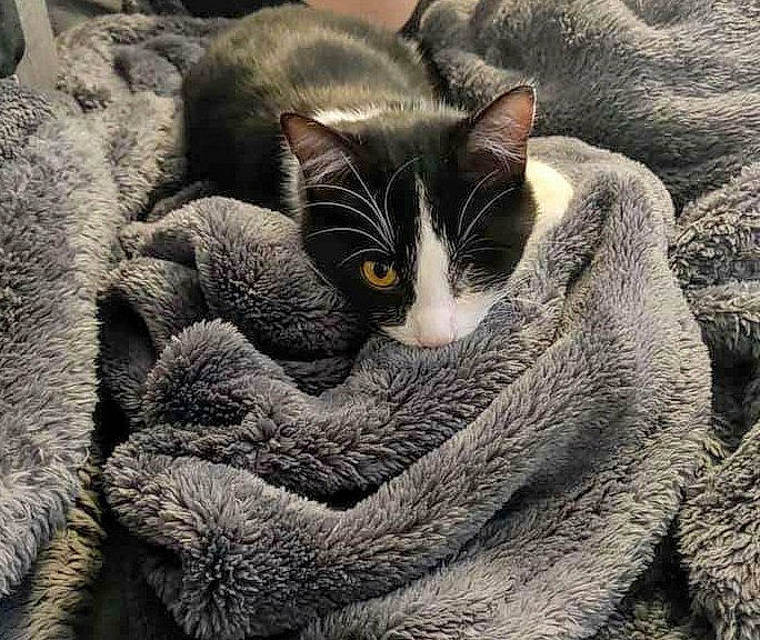 Yumi participe au concours pour gagner de l'argent avec cette photo : art, carnivore, cat, cloud, comfort, domestic_short_haired_cat, felidae, fur, grass, grey, nap, paw, small_to_medium_sized_cats, snout, tail, thread, tree, whiskers, wood, wool