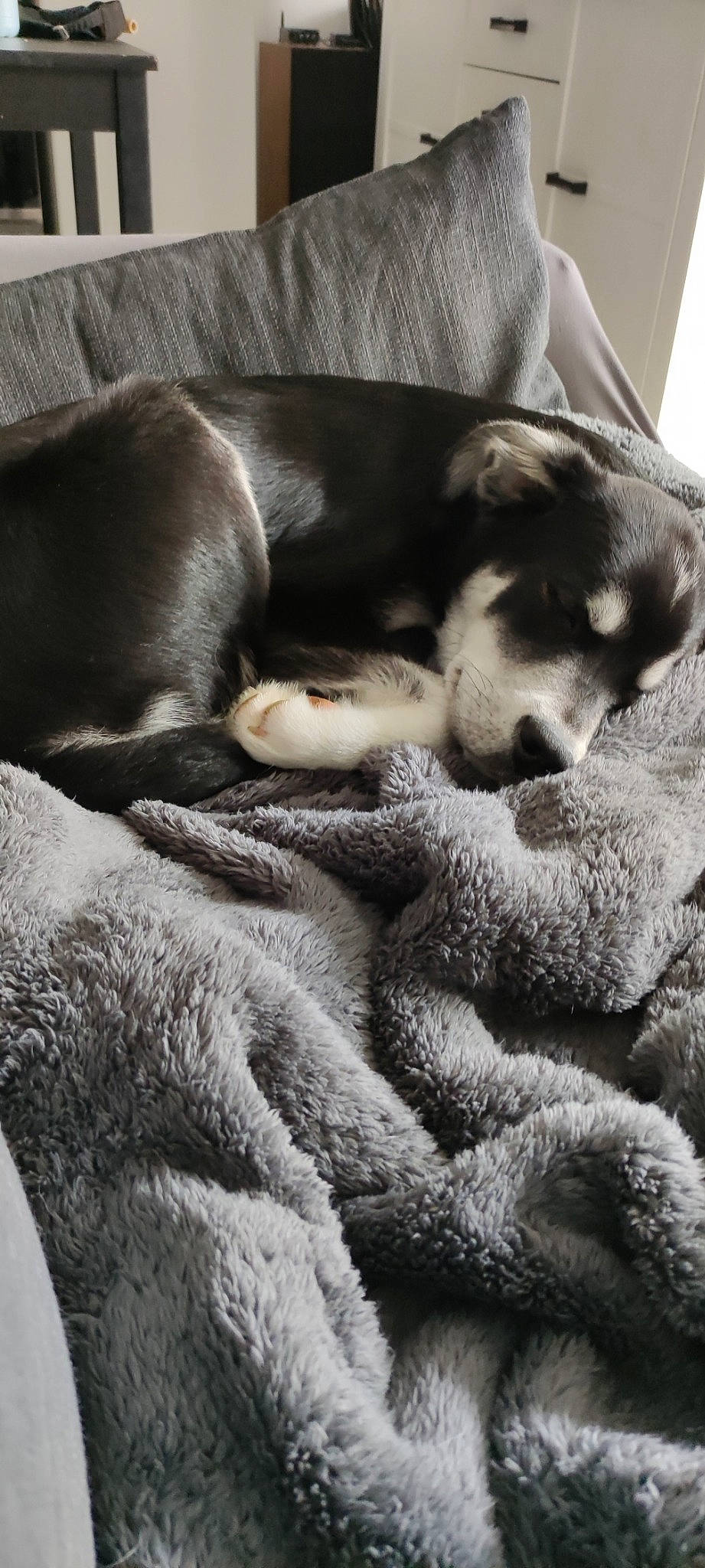 Nasus participe au concours pour gagner de l'argent avec cette photo : canidae, carnivore, comfort, companion_dog, dog, dog_breed, fawn, fur, grey, guard_dog, linens, monochrome, monochrome_photography, nap, paw, sleep, snout, sporting_group, whiskers, working_animal