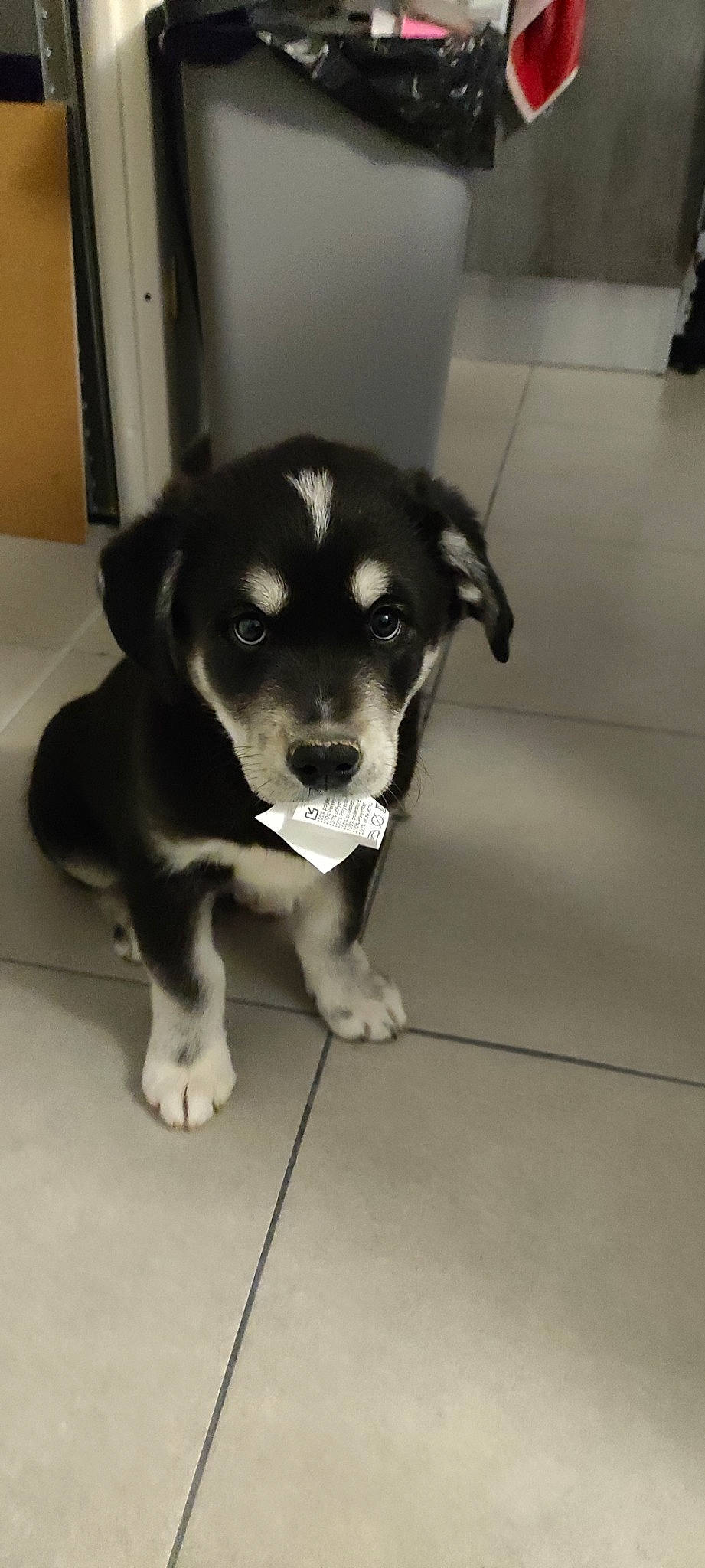 Nasus a rejoint le concours — aidez-le/la à gagner de superbes lots ! ball, bored, canidae, carnivore, companion_dog, dog, dog_breed, floor, flooring, fur, paw, puppy, snout, sporting_group, terrestrial_animal, tile_flooring, toy_dog, whiskers, working_animal, working_dog