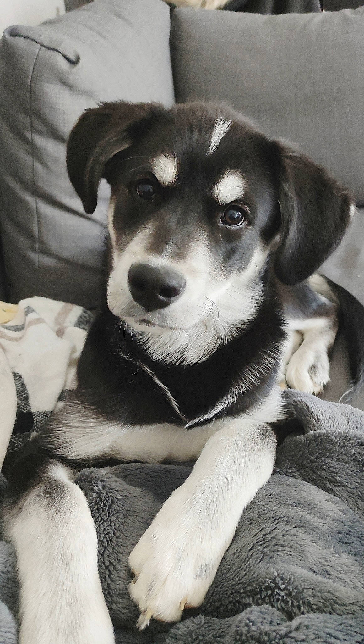 Nasus a rejoint le concours — aidez-le/la à gagner de superbes lots ! canidae, carnivore, comfort, companion_dog, dog, dog_breed, fur, monochrome, monochrome_photography, puppy, sitting, snout, sporting_group, style, terrestrial_animal, whiskers, working_animal, working_dog