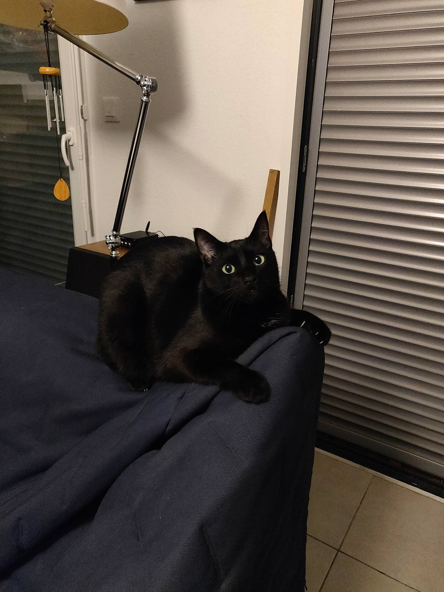 Onzo a rejoint le concours — aidez-le/la à gagner de superbes lots ! bed_frame, black_cat, carnivore, cat, comfort, felidae, floor, flooring, grey, hardwood, interior_design, lamp, linens, metal, shade, small_to_medium_sized_cats, tail, tints_and_shades, whiskers, wood