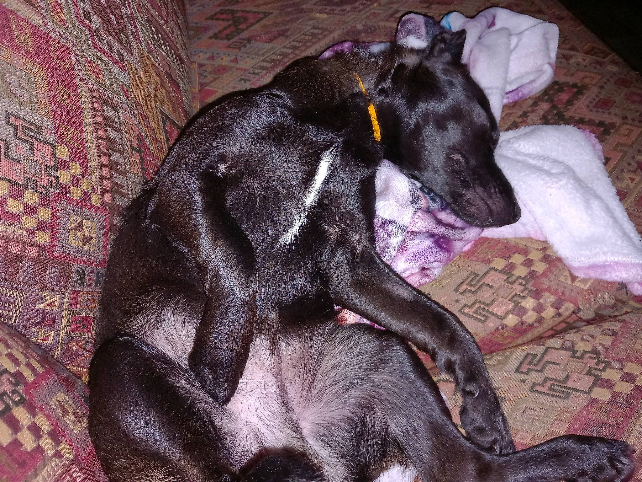 Cooky a rejoint le concours — aidez-le/la à gagner de superbes lots ! art, brick, canidae, carnivore, comfort, companion_dog, dog, dog_breed, fawn, fur, grey, guard_dog, montenegrin_mountain_hound, snout, sporting_group, tail, terrestrial_animal, toy_dog, whiskers, working_animal