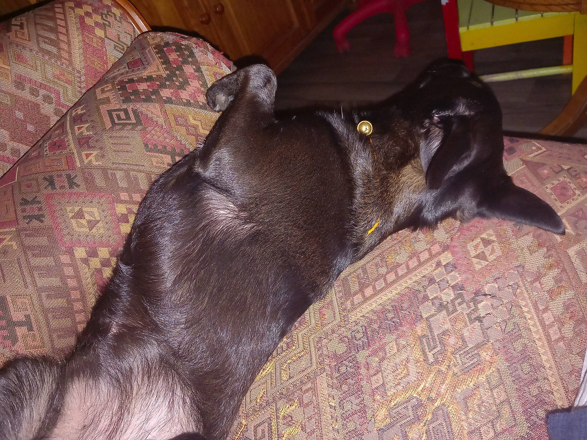 Cooky participe au concours pour gagner de l'argent avec cette photo : borador, brown, carnivore, collar, comfort, companion_dog, dog, dog_breed, fawn, fur, grey, guard_dog, liver, non_sporting_group, snout, sporting_group, tail, terrestrial_animal, tints_and_shades, working_animal