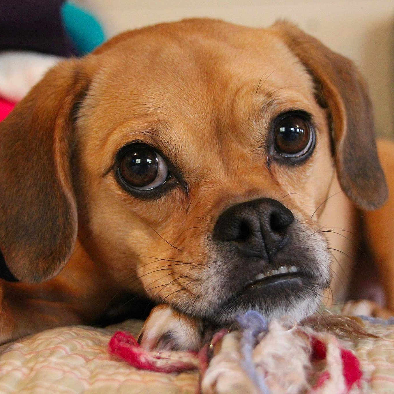 Bailey is registered to the contest to win money with this photo: