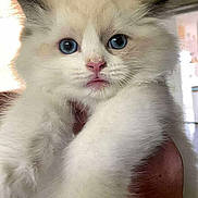 Victoria participe au concours pour gagner de l'argent avec cette photo : adorable, animal, blue_eyes, cat, closeup, cute, domestic_cat, ears, face, feline, fluffy, hand, indoor, kitten, pet, portrait, soft, whiskers, white_fur, young_cat