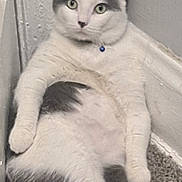 Kimg Shyloh joined the competition — help win amazing prizes! cat, gray, white, pet, animal, indoor, lounge, carpet, corner, relaxed, feline, cute, collar, blue_bell, whiskers, ears, tail, paw, fur, looking