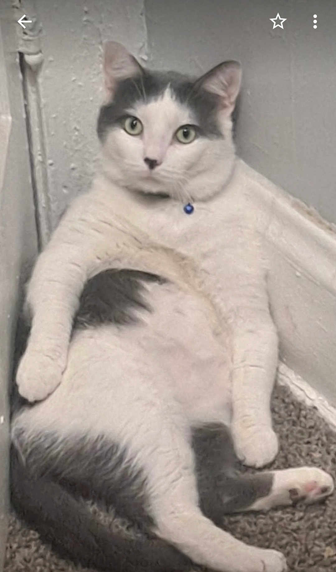 Kimg Shyloh joined the competition — help win amazing prizes! cat, gray, white, pet, animal, indoor, lounge, carpet, corner, relaxed, feline, cute, collar, blue_bell, whiskers, ears, tail, paw, fur, looking