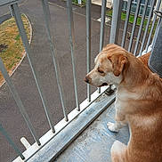Tig participe au concours pour gagner de l'argent avec cette photo : dog, balcony, metal_bars, outdoor, pavement, building, side_view, brown_dog, white_dog, pet, animal, quiet, urban, floor, railing, fence, street, daylight, looking, alone