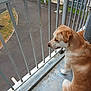 dog, balcony, metal_bars, outdoor, pavement, building, side_view, brown_dog, white_dog, pet, animal, quiet, urban, floor, railing, fence, street, daylight, looking, alone