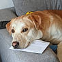 Tig a rejoint le concours — aidez-le/la à gagner de superbes lots ! dog, golden_retriever, couch, envelope, indoor, pet, resting, head, fur, animal, canine, relaxed, brown_eyes, snout, ears, domestic_animal, close_up, furniture, home, laying_down
