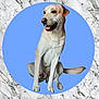 dog, labrador, sitting, happy, tongue_out, pet, animal, canine, white_dog, smiling, studio_background, marble, blue_circle, isolated, cute, domestic_animal, fur, portrait, indoor, friendly