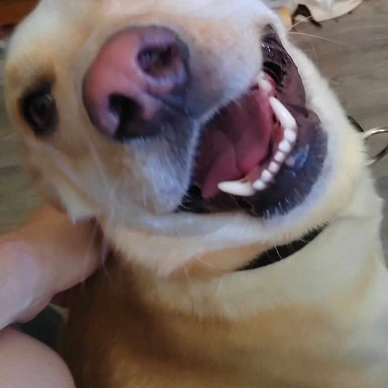 Tig