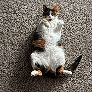 Ella is registered to the contest to win money with this photo: cat, calico_cat, pet, animal, feline, lying_down, carpet, indoor, cute, fluffy, fur, playful, paws, whiskers, tail, domestic_animal, relaxed, portrait, wide_eyes, surprised