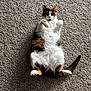 cat, calico_cat, pet, animal, feline, lying_down, carpet, indoor, cute, fluffy, fur, playful, paws, whiskers, tail, domestic_animal, relaxed, portrait, wide_eyes, surprised