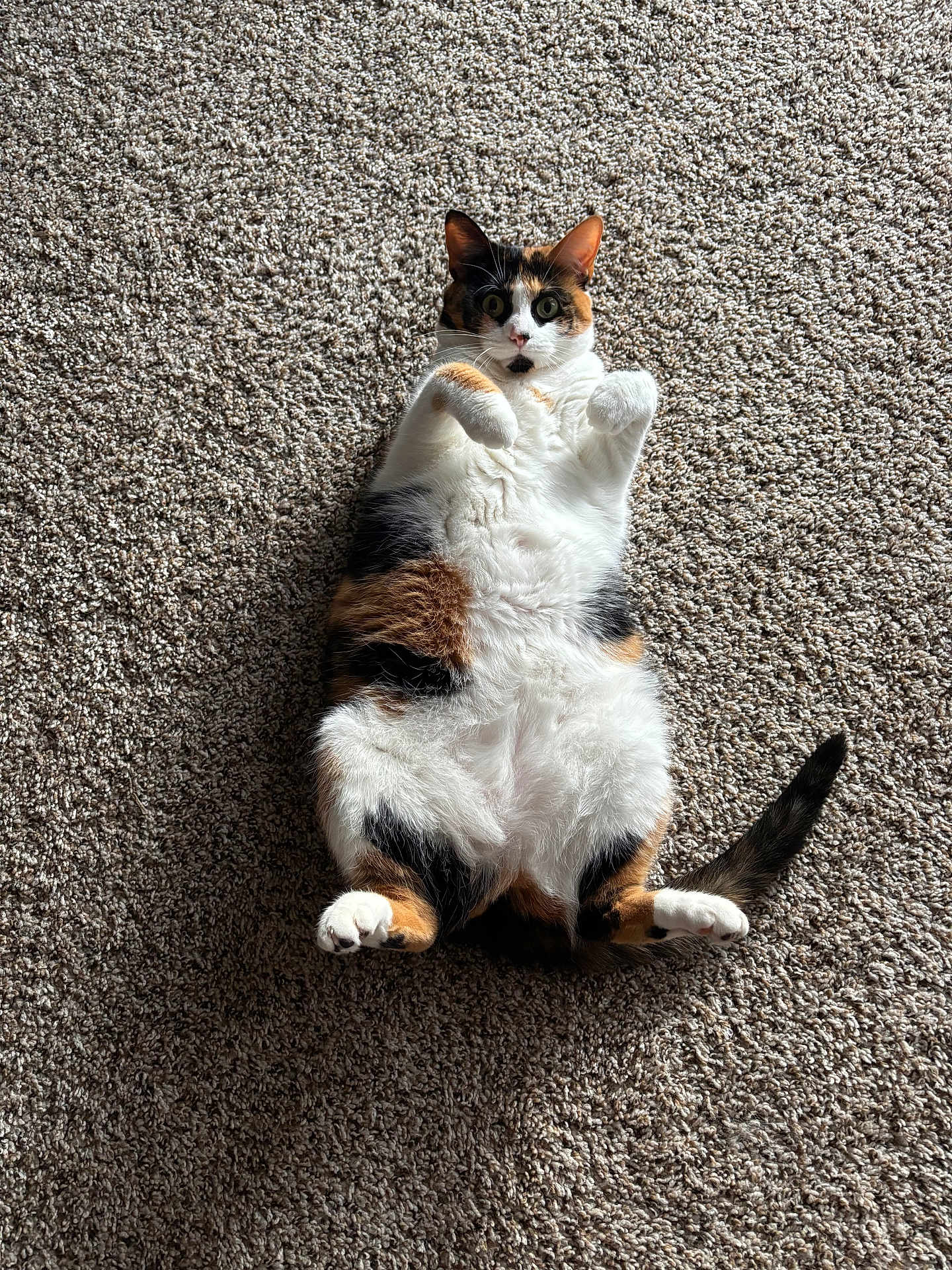 Ella is registered to the contest to win money with this photo: cat, calico_cat, pet, animal, feline, lying_down, carpet, indoor, cute, fluffy, fur, playful, paws, whiskers, tail, domestic_animal, relaxed, portrait, wide_eyes, surprised