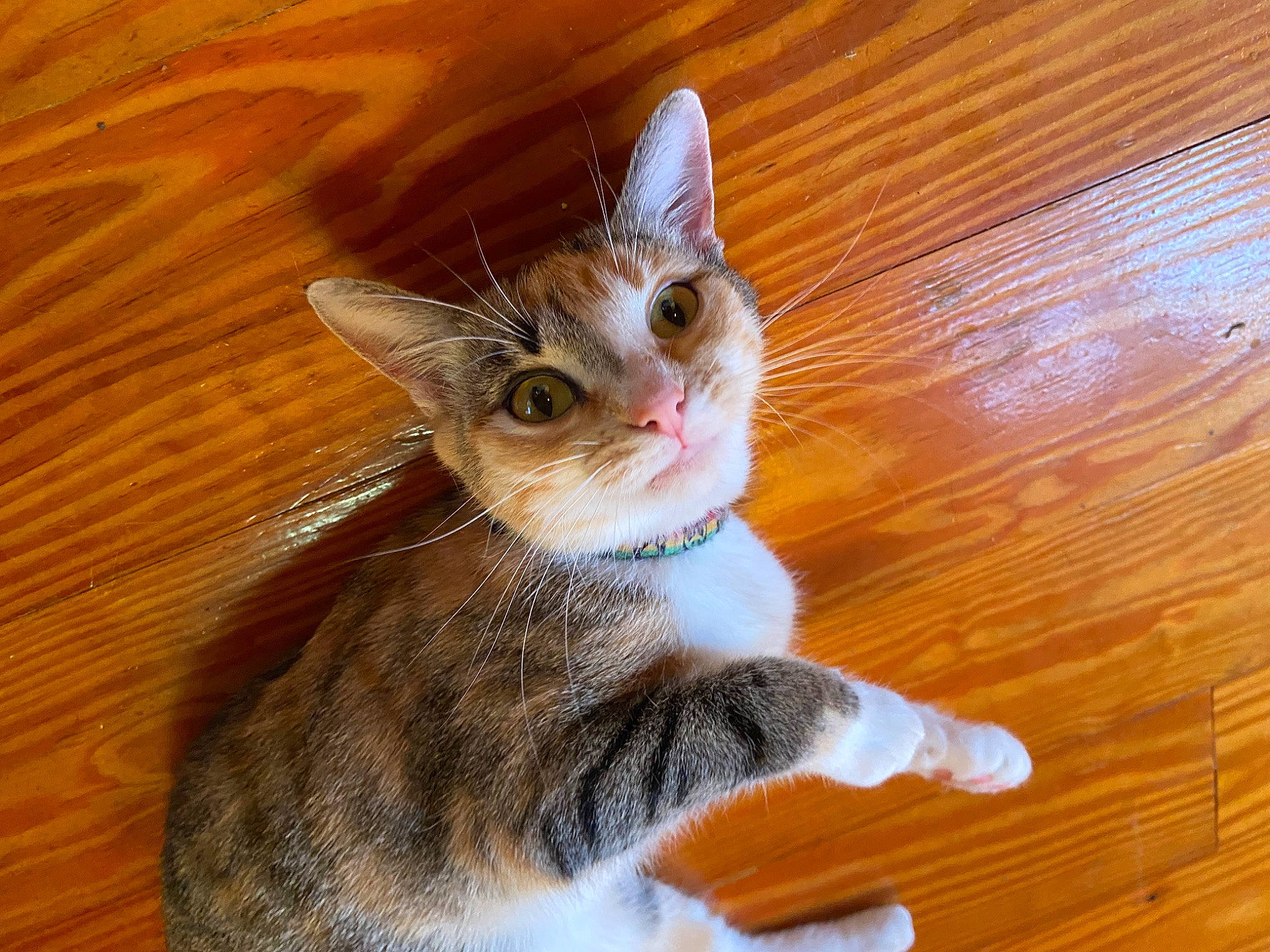 Sailor is registered to the contest to win money with this photo: carnivore, cat, claw, domestic_short_haired_cat, ear, fawn, felidae, flooring, fur, hardwood, paw, small_to_medium_sized_cats, snout, tail, varnish, whiskers, window, wood, wood_flooring, wood_stain