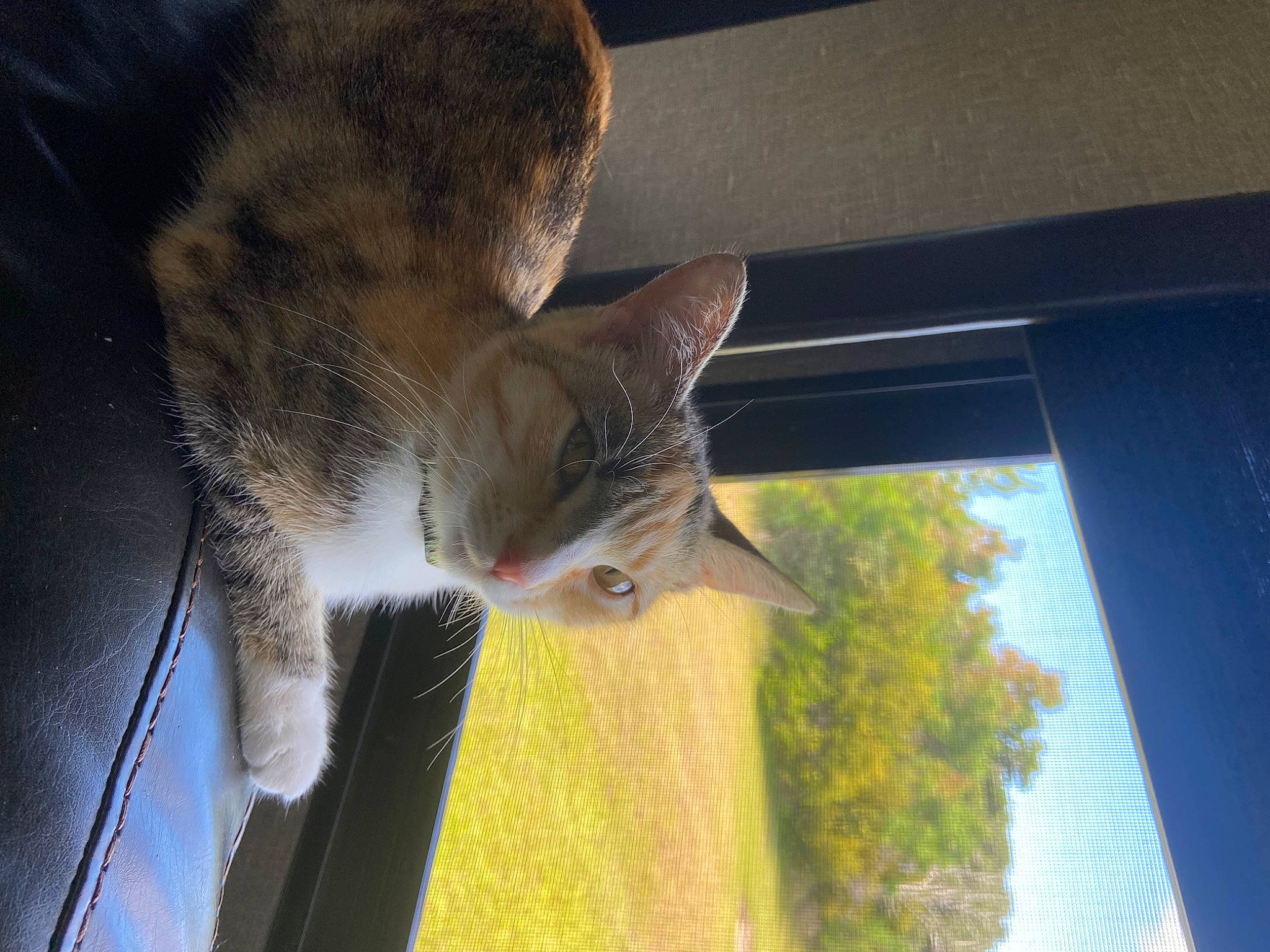 Sailor is registered to the contest to win money with this photo: carnivore, cat, domestic_short_haired_cat, fawn, felidae, fur, paw, plant, small_to_medium_sized_cats, tail, tree, vehicle_door, whiskers, window, wood