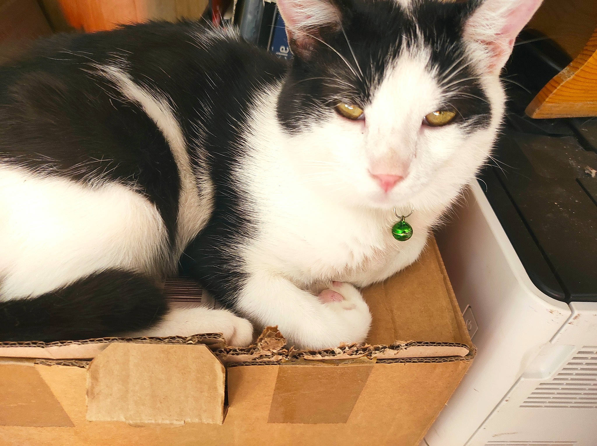 Byeol a rejoint le concours — aidez-le/la à gagner de superbes lots ! box, carnivore, cat, comfort, domestic_short_haired_cat, felidae, fur, laptop, packaging_and_labeling, paw, sitting, small_to_medium_sized_cats, snout, tail, whiskers, wood