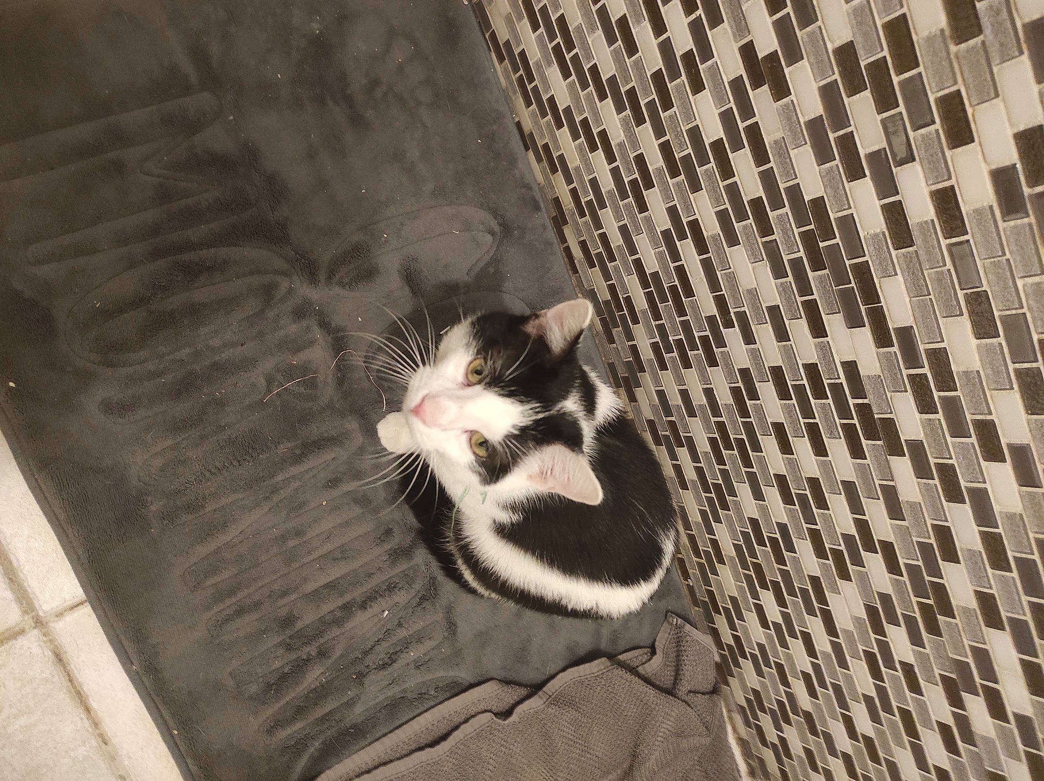 Byeol a rejoint le concours — aidez-le/la à gagner de superbes lots ! art, black_and_white, carnivore, cat, domestic_short_haired_cat, eye, felidae, flooring, grey, mesh, monochrome, monochrome_photography, small_to_medium_sized_cats, snout, style, tail, tree, whiskers, window, wood