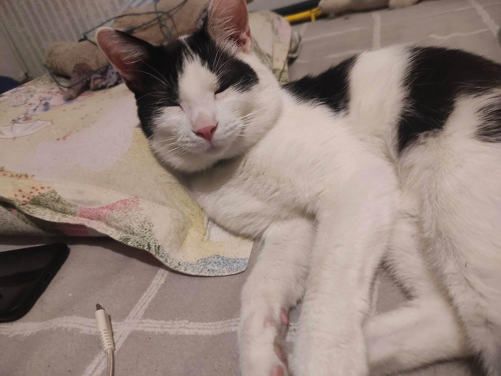 Byeol a rejoint le concours — aidez-le/la à gagner de superbes lots ! carnivore, cat, claw, comfort, domestic_short_haired_cat, fang, felidae, fur, linens, nap, paw, sleep, small_to_medium_sized_cats, snout, tail, whiskers