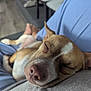 dog, sleeping, nap, close_up, pet, brown_and_white, indoors, human_lap, relaxed, cozy, cute, animal, small_dog, resting, ears, fur, nose, person, blue_pants, grey_shirt